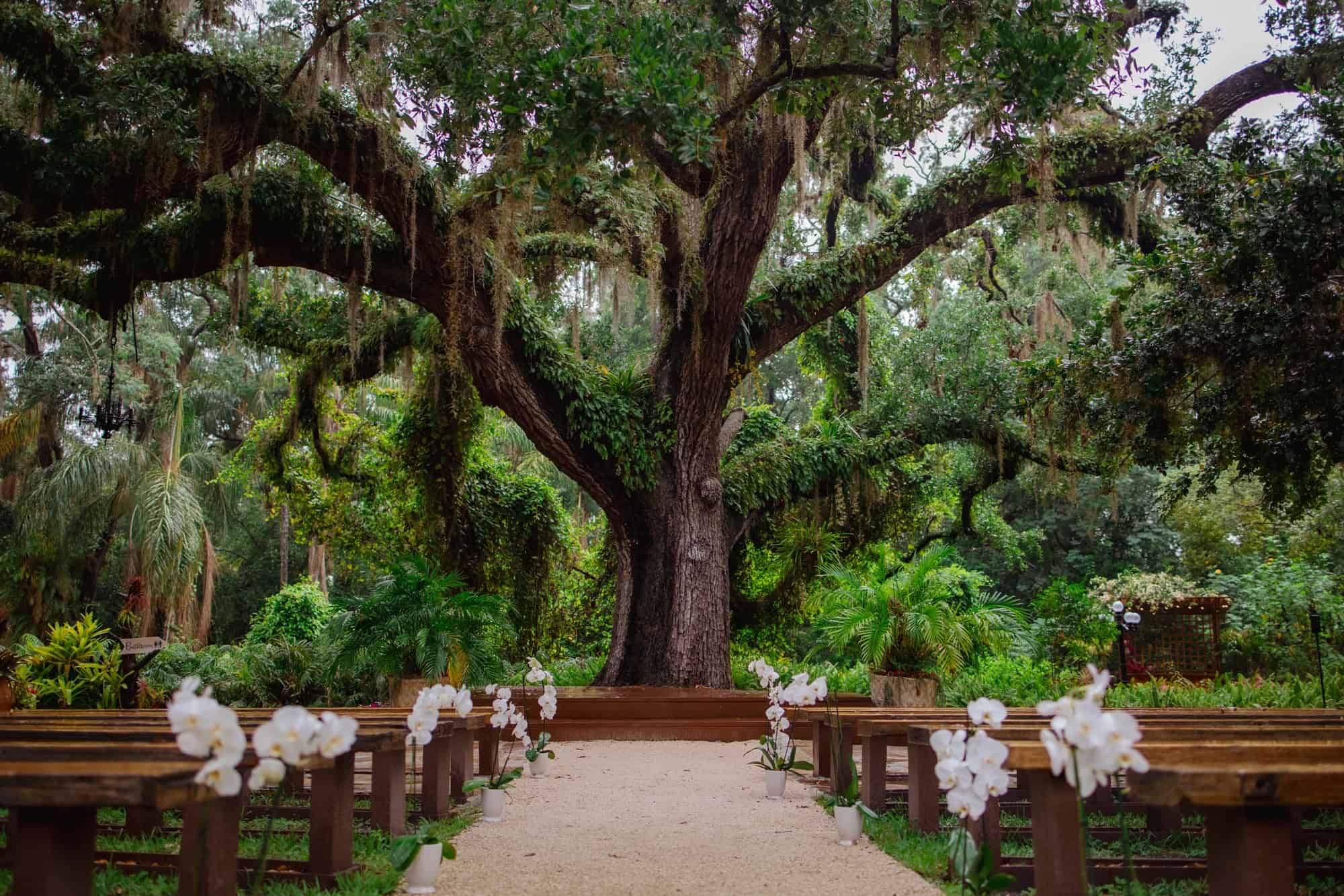 oak tree